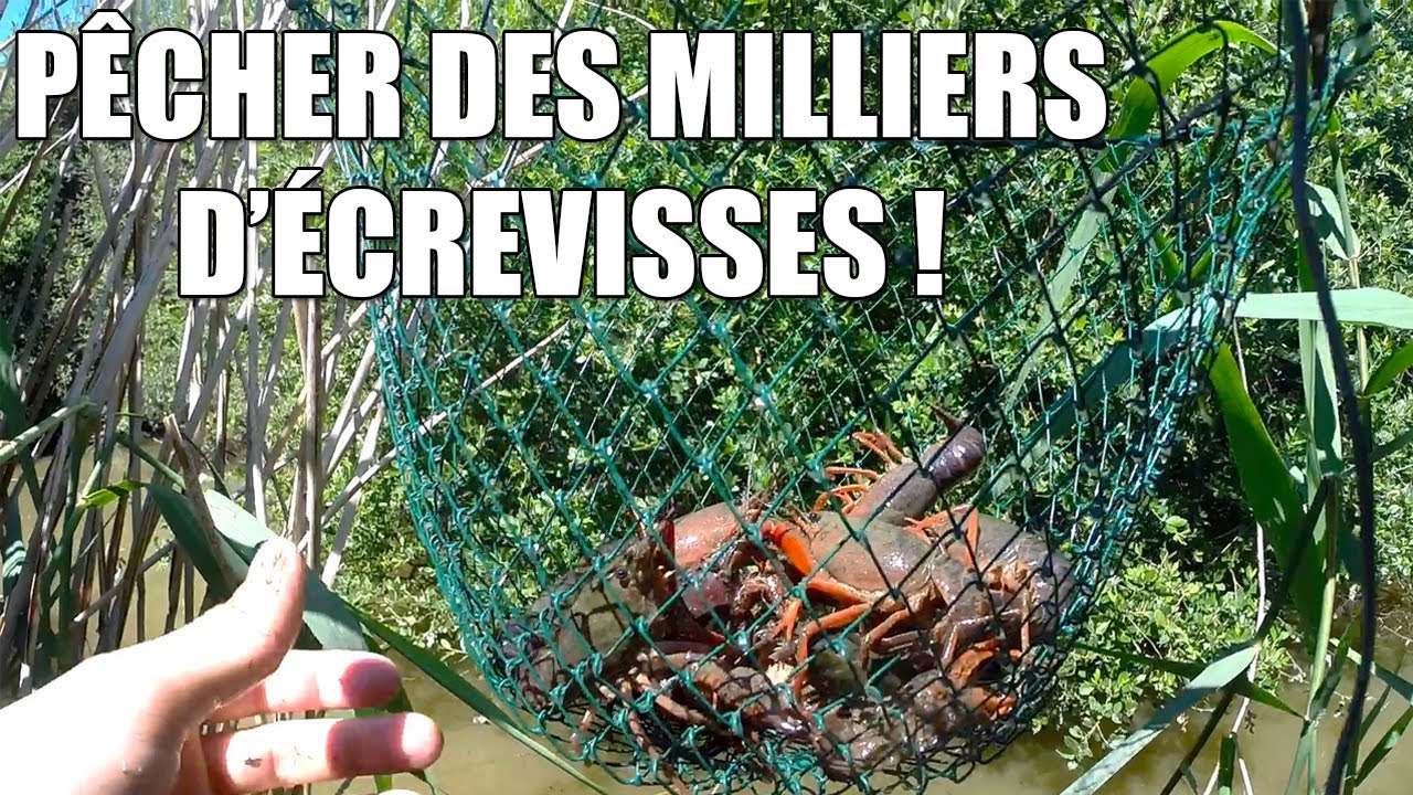 Pêcher des MILLIERS d'Écrevisses Facilement ! - Marius Chasse