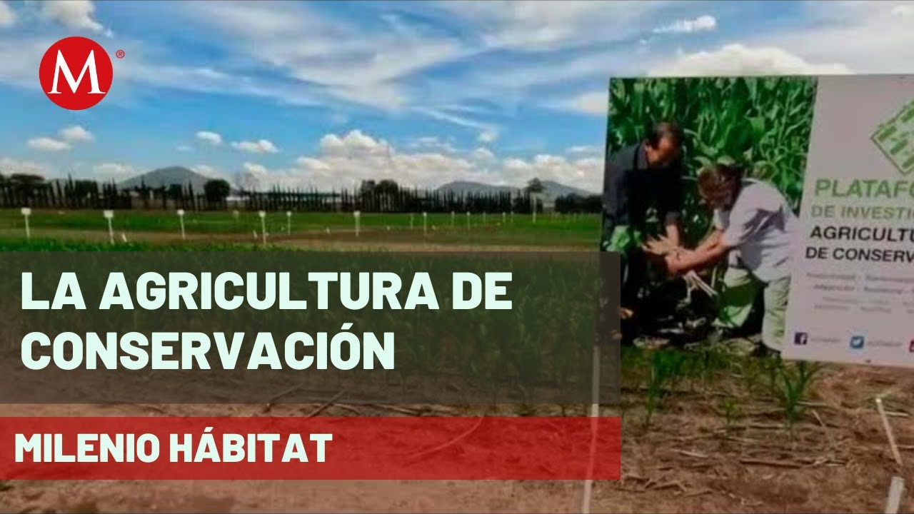 Cambio clim&aacute;tico y la agricultura de conservaci&oacute;n para producir m&aacute;s con menos | Milenio H&aacute;bitat