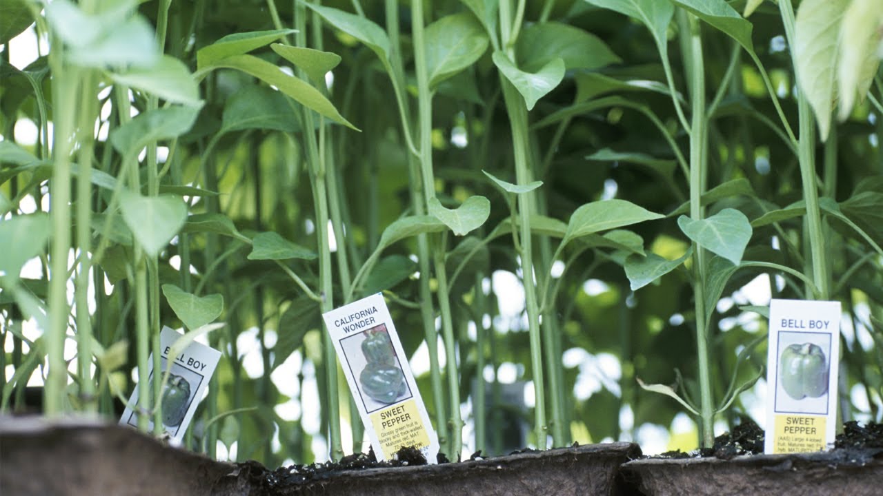 How to Grow Your Own Vegetables | At Home With P. Allen Smith