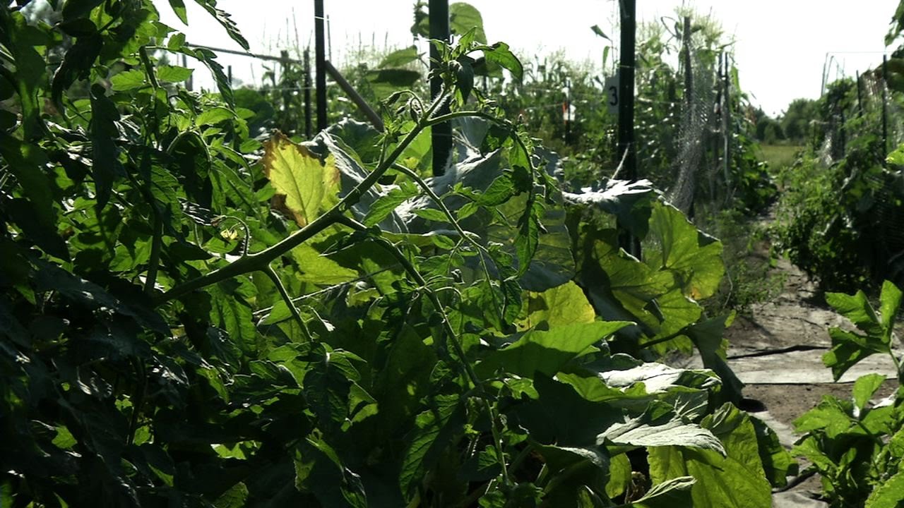 Blaine's Community Gardens