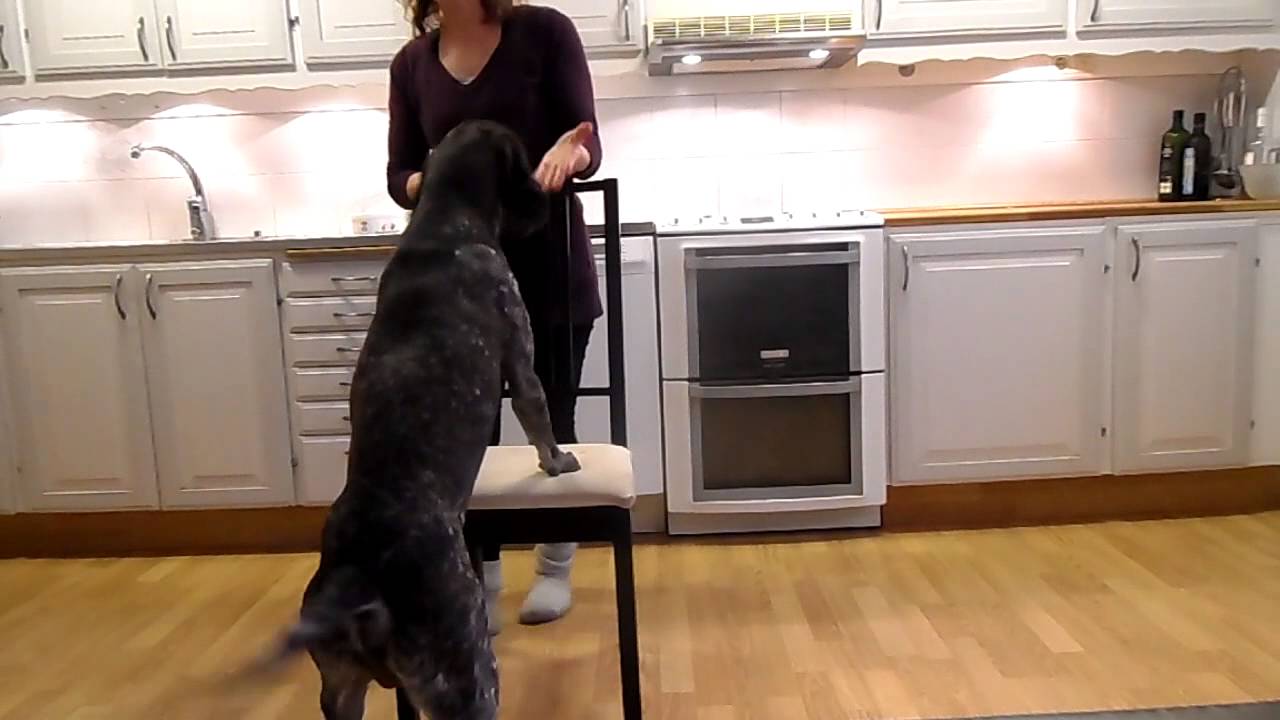 Tricks med klicker
