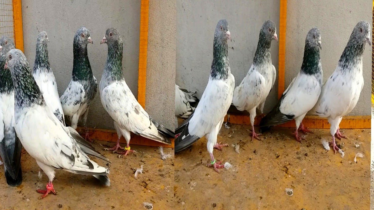 Golden Kabootar Ka Shok Detail Sy || Hashim Mahmood Pigeons