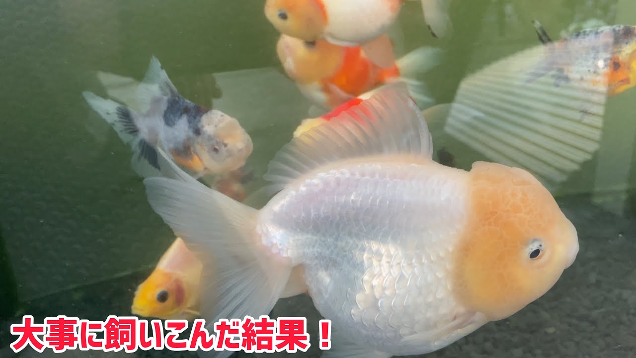 【金魚愛好家訪問】丸物の仕上げも素晴らしい！【odaminさん】