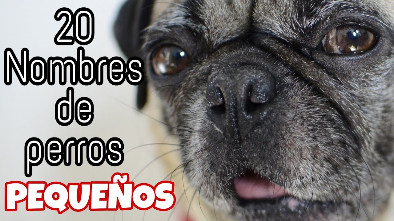 20 Nombres para perros macho pequeños 🐶