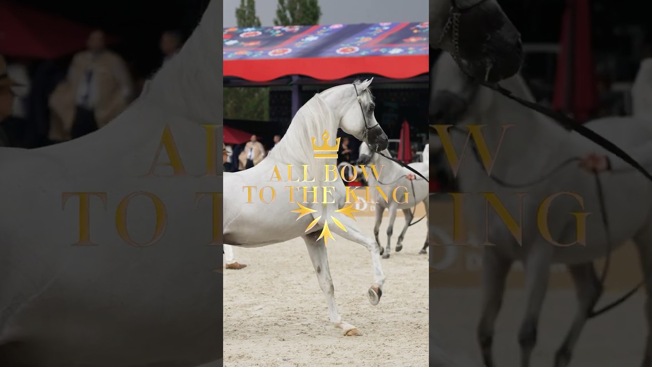D Seraj &ndash; The King Returns 👑 | GCAT Prague 2025