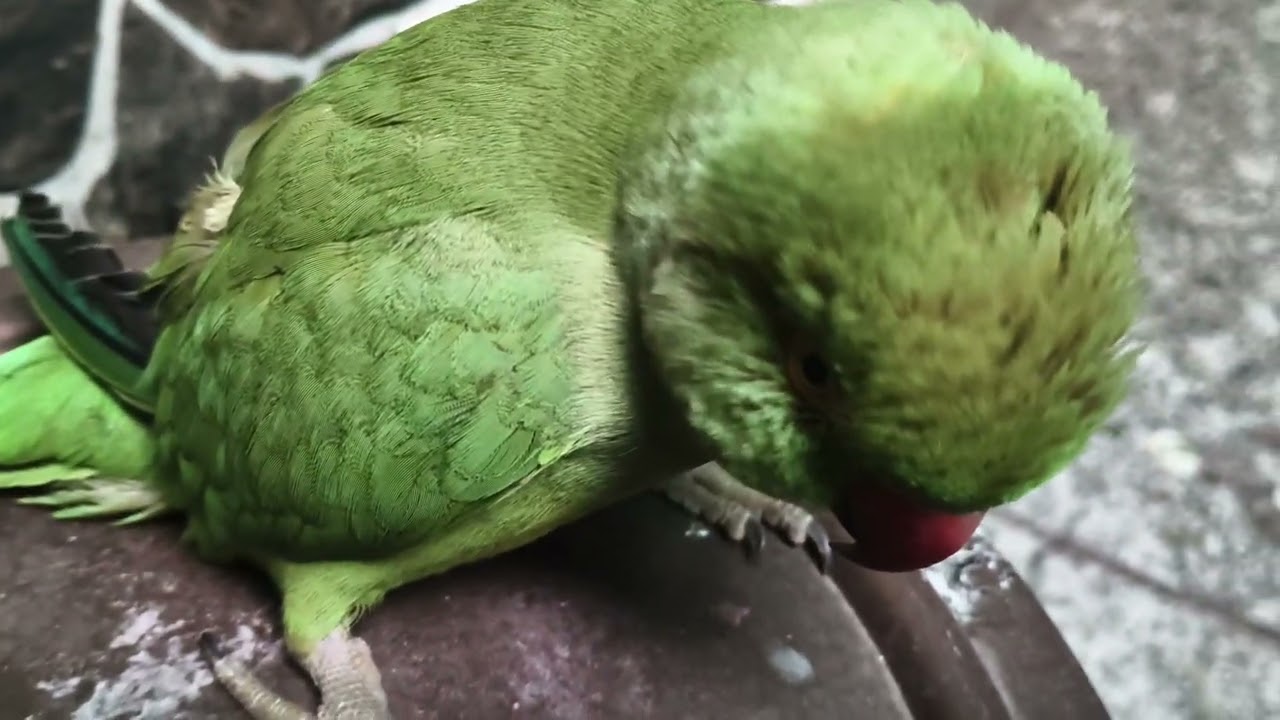 mithukibatain 🦜#nonstoptalkingparrot#followlike #youtubevideo#beautifulparrot kittu ❤️