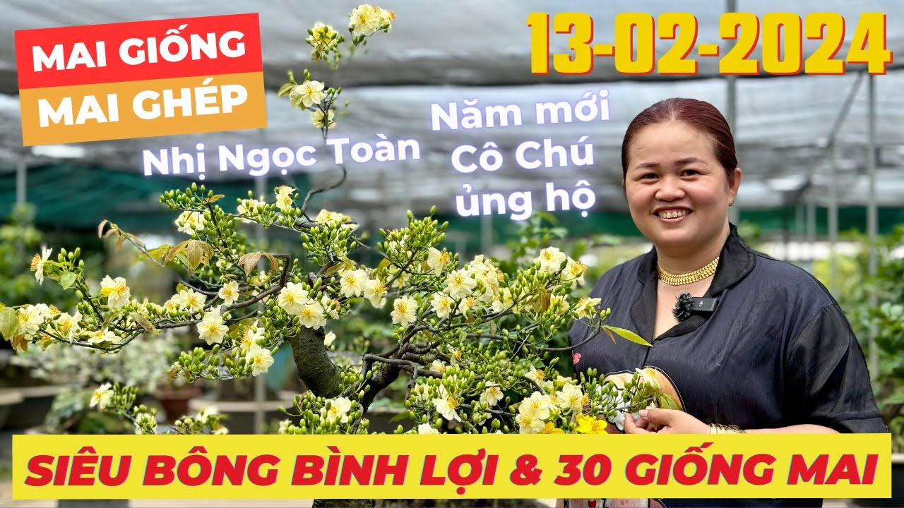 (ĐÃ HẾT) CHỊ THANH TRÀ Giao Lưu Mai Giống Mai Ghép Giá Rẻ, Siêu Bông Bình Lợi... • THÀNH TRỌNG LÊ