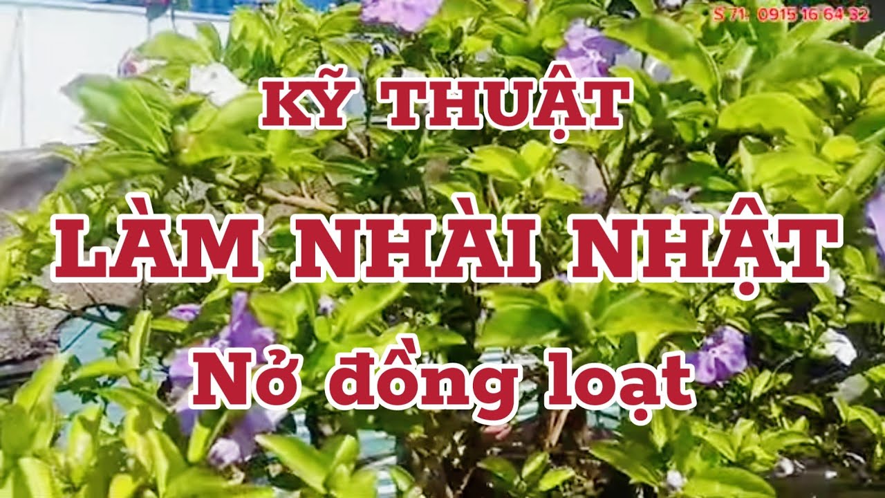 KỸ THUẬT LÀM NHÀI NHẬT NỞ ĐỒNG LOẠT