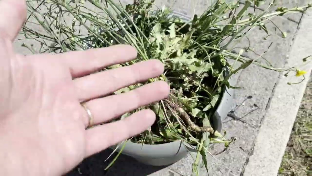 Deshalb habe ich nie wieder Unkraut im Garten