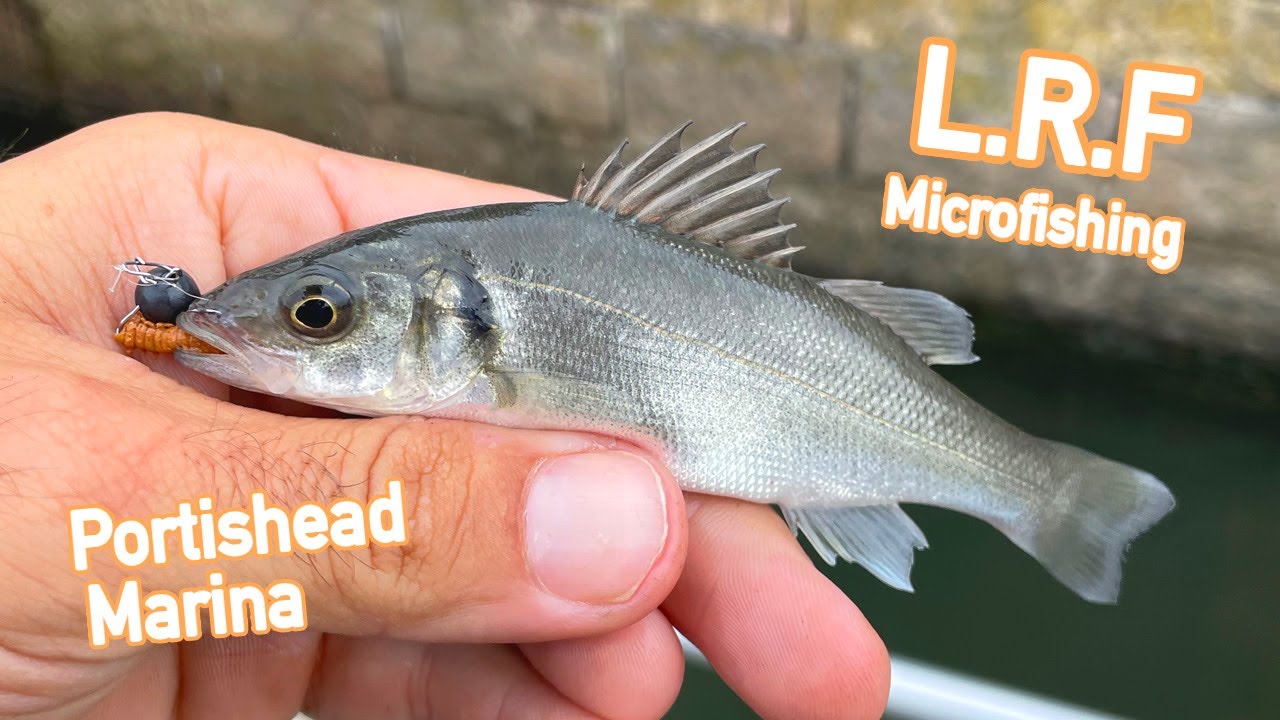 LRF Microfishing at Portishead marina, Bristol