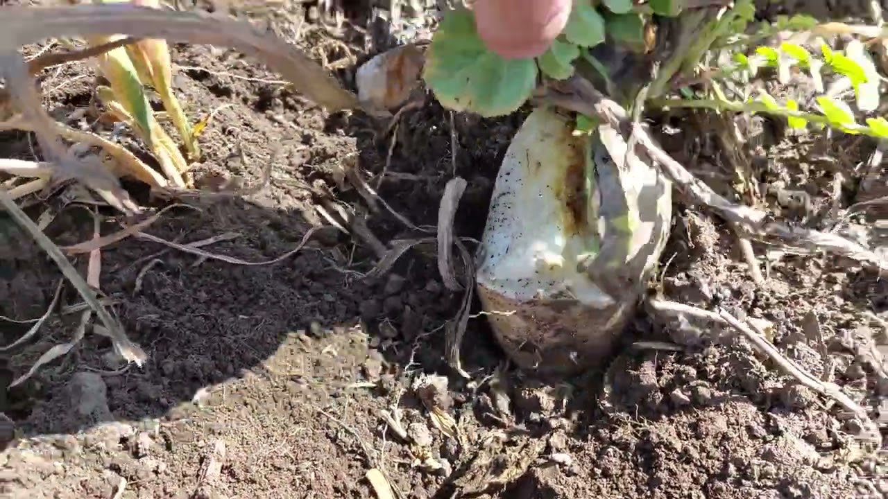 Kukorica direktvet&eacute;se termin&aacute;lt takar&oacute;n&ouml;v&eacute;nybe! Notill corn planting 2023