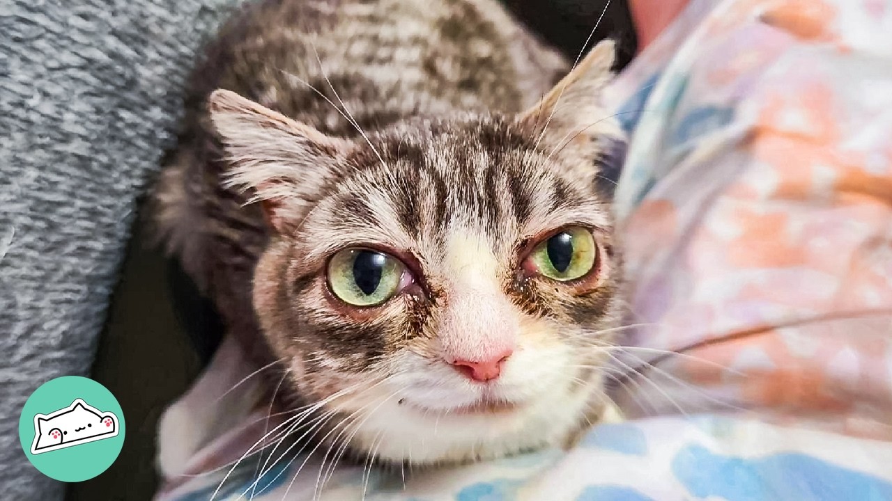 Dwarf Cat Follows Mom On Her Tiny Legs | Cuddle Buddies