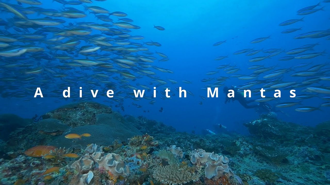 A Dive with Mantas