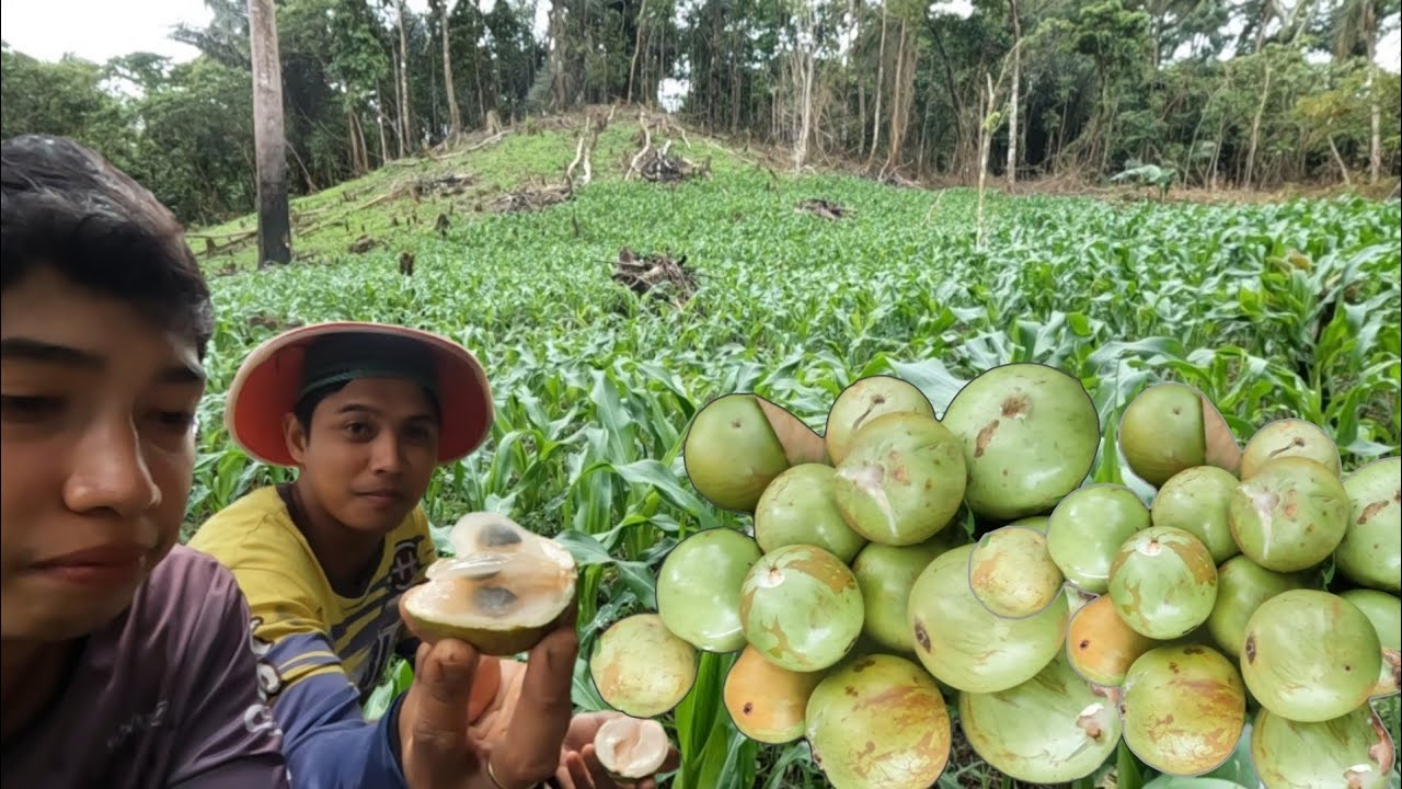 HITIK SA HINOG ANG STAR APPLE PAGSSPREY NG ATING MAISAN 