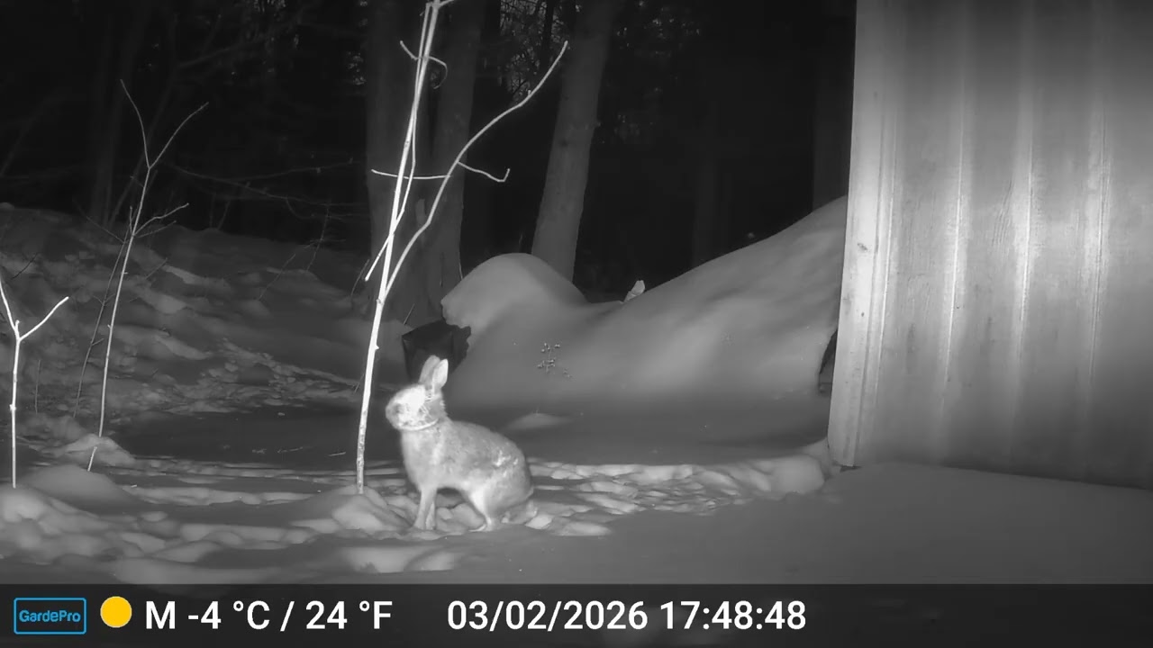 Backyard Bunny 31Jan-6Feb2026