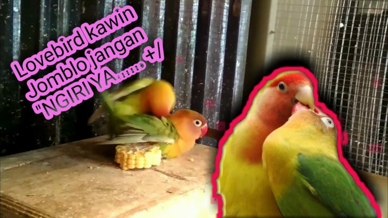 INTIP BURUNG LOVEBIRD KAWIN || BUAT YG JOMBLO JANGAN NGIRI