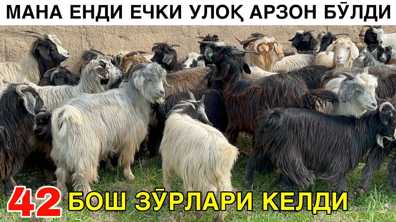АРЗОН ЕЧКИЛАР КЕЛДИ.☎️+998880719012
