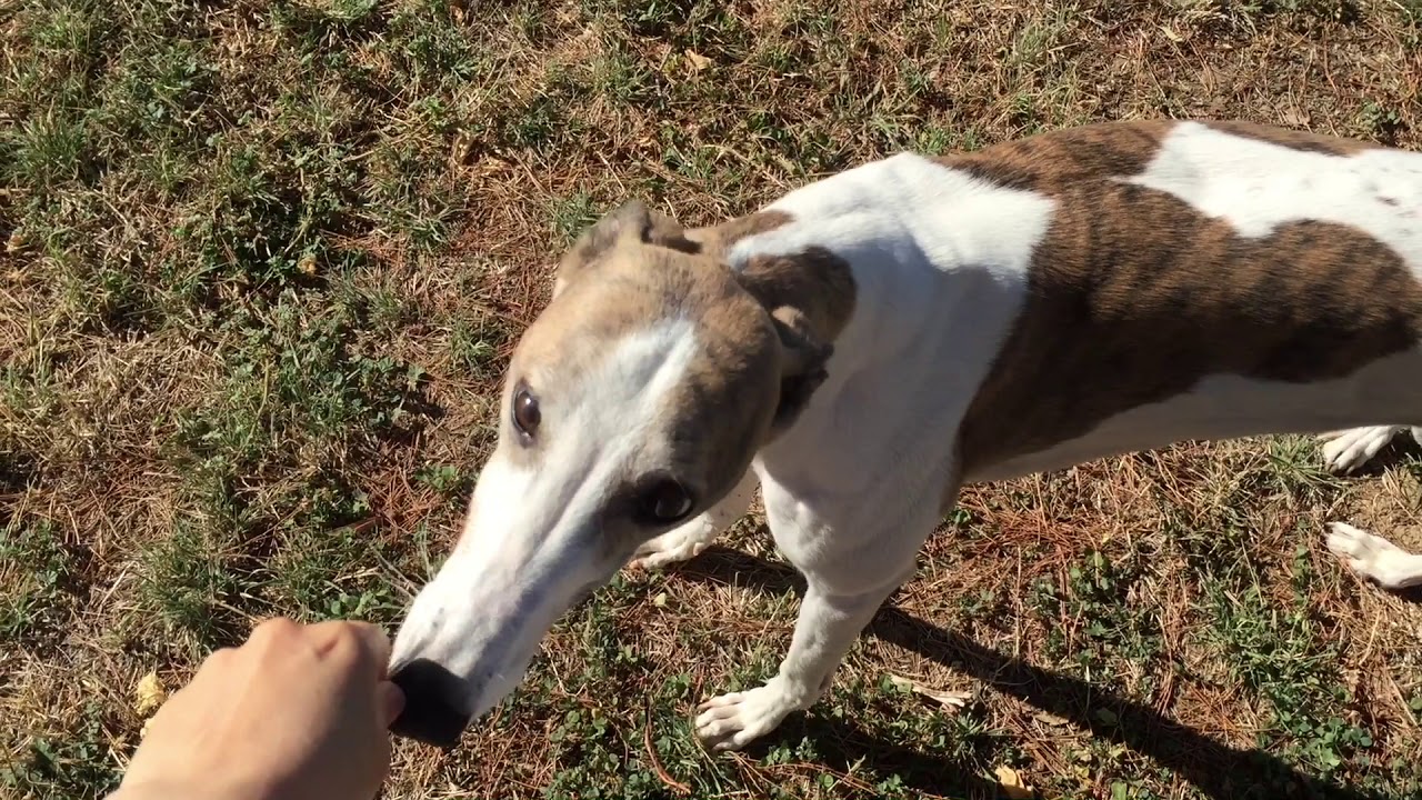Greyhound & Whippet morning zoomies!!