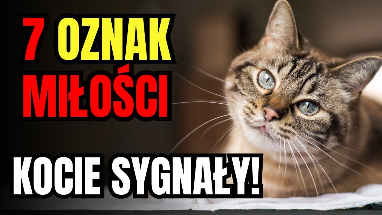 Czy Kot Mnie Lubi? 7 oznak, że Twój kot Cię kocha!