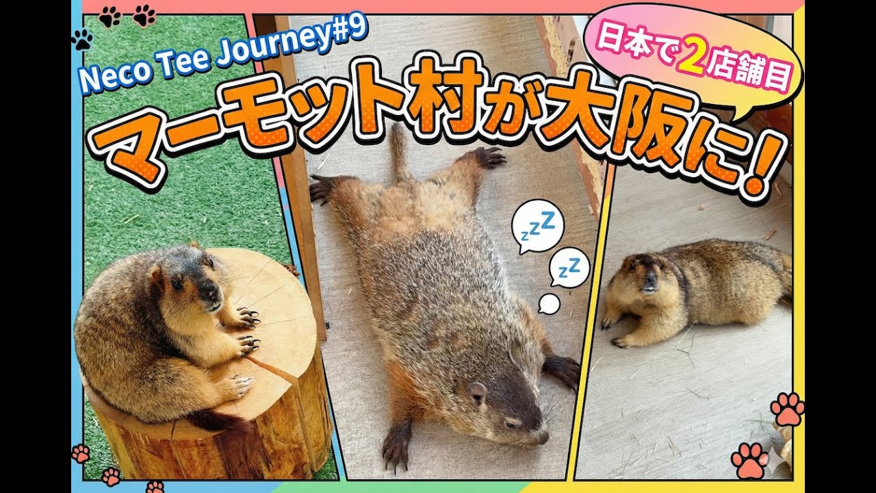 Neco Tee Journey #9 マーモット村 in 大阪・守口