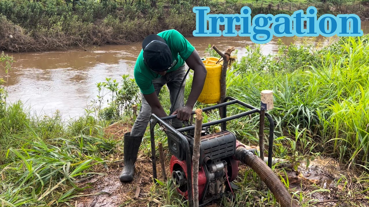 Furrow Irrigation: A Practical Guide for Your Nursery