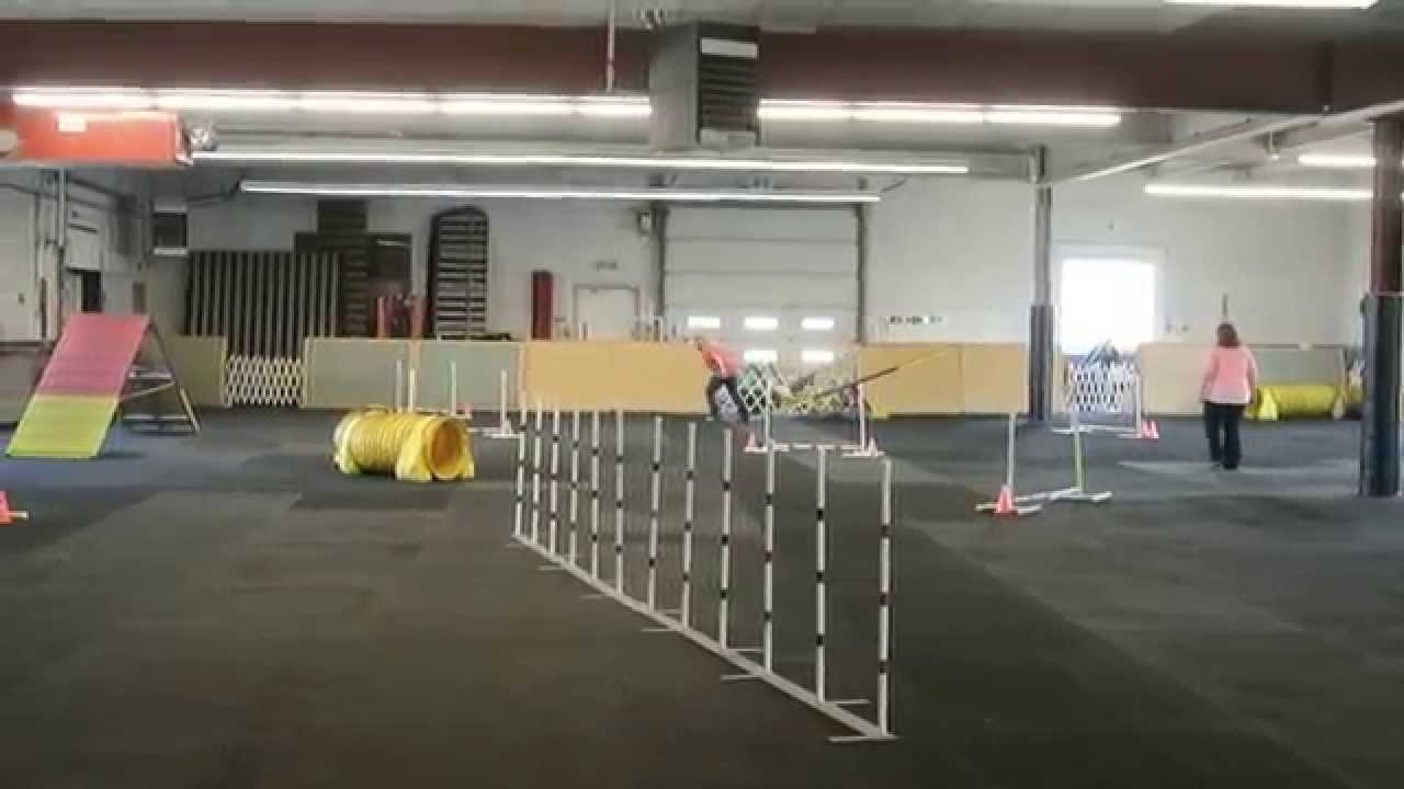 Diesel the Basset Hound Earns Agility Title CS-ATCH 2