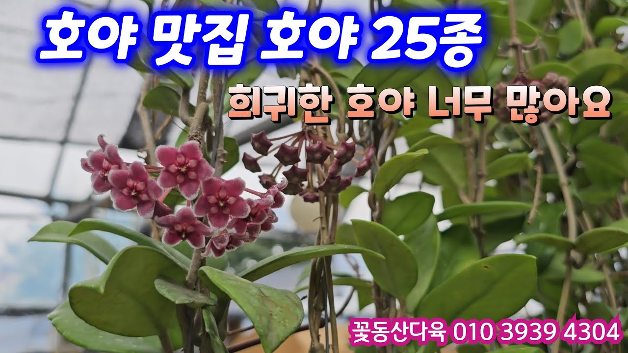 호야 맛집 호야 25종💕 희귀한 호야 많아요💕 꽃동산다육 010 3939 4304 전국택배가능 유료광고포함