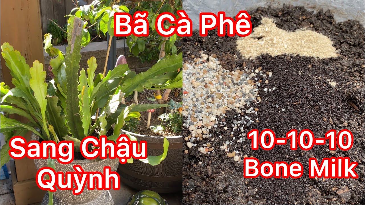 Chia Sẽ Cách Chuyển Cây Sang Chậu Hoa Quỳnh Hay Các Loại Cây Mới Mua