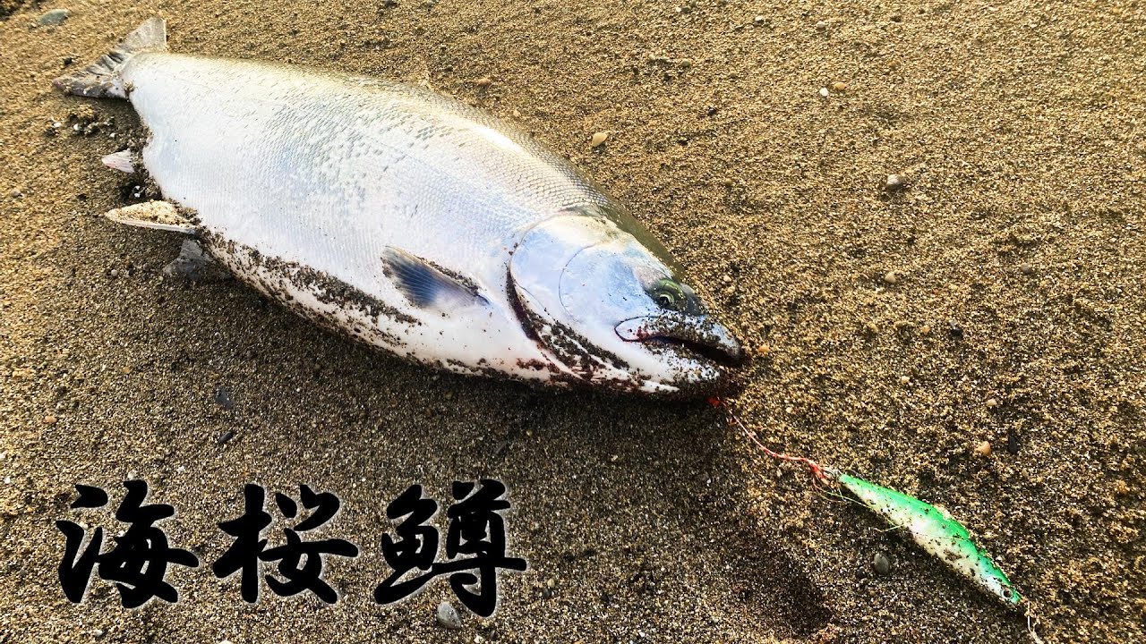 【海桜鱒】今年は掛かればデカイ！