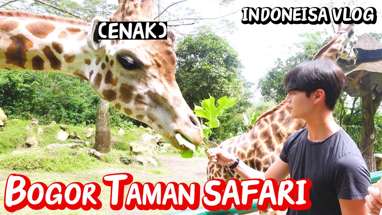 LAKI-LAKI KOREA di TAMAN SAFARI 🦒 | Safari yang tidak bisa dialami di Korea