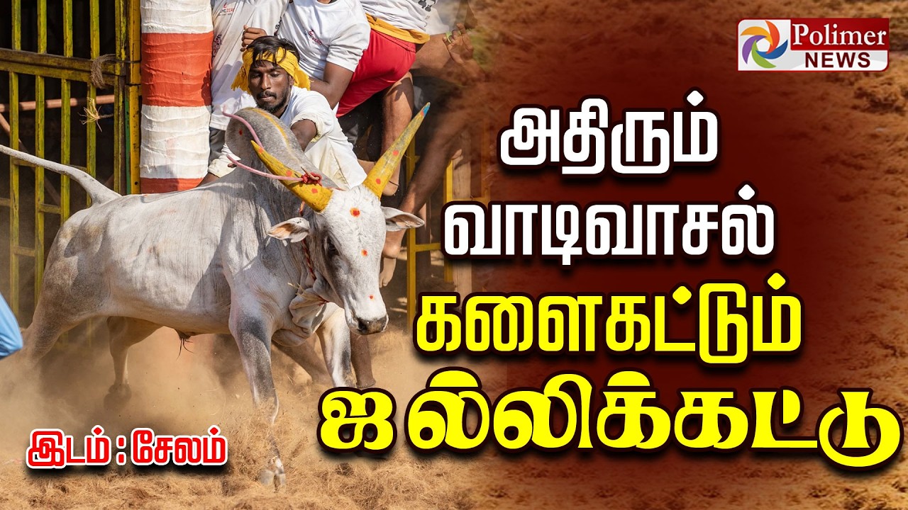 அனல் பறக்கும் நிலவாரப்பட்டி ஜல்லிக்கட்டு - சேலம் | சிறப்பு நேரலை | Salem Jallikattu
