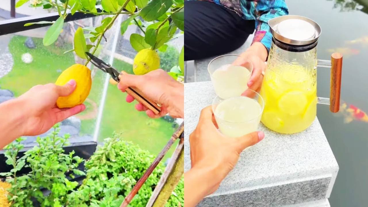 自制柠檬水酸到 “提神醒脑”！不仅我遭罪，还成功坑了我的冤种朋友！八条在一旁幸灾乐祸！【小锋小志的猫咪小院】