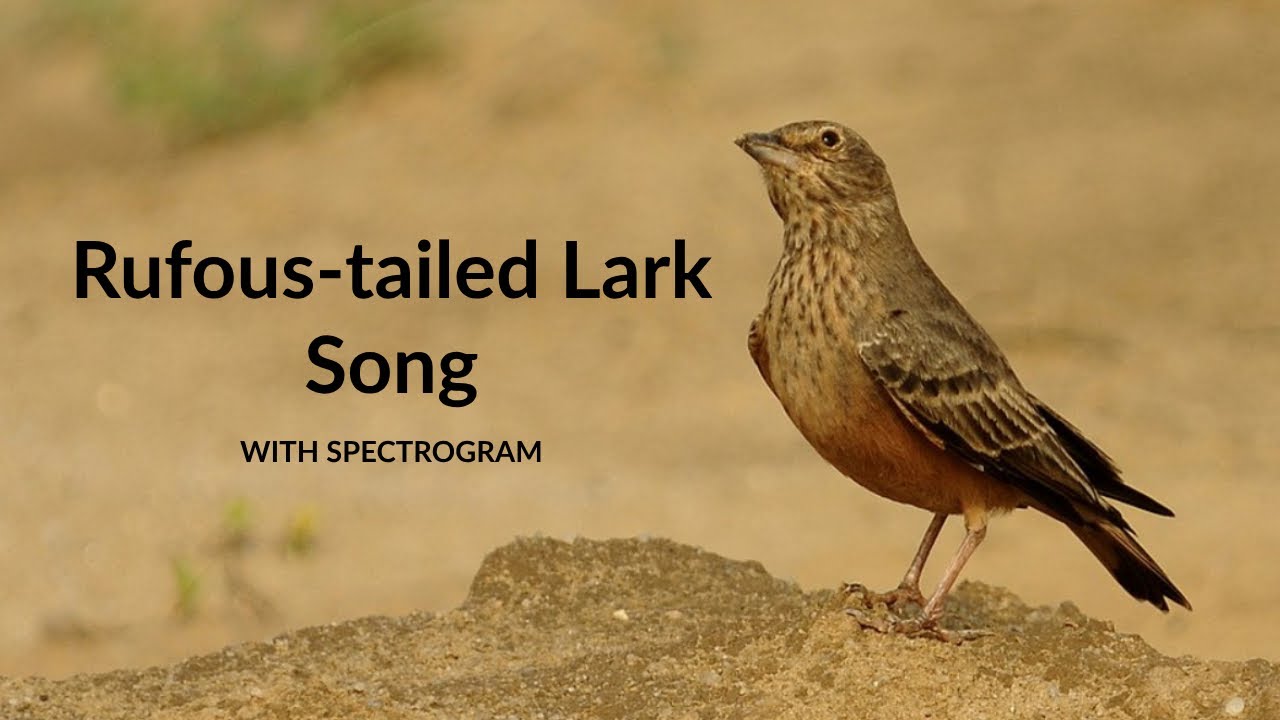 Rufous Tailed Lark Singing | With Spectrogram | Bird Song 65 | Type 2