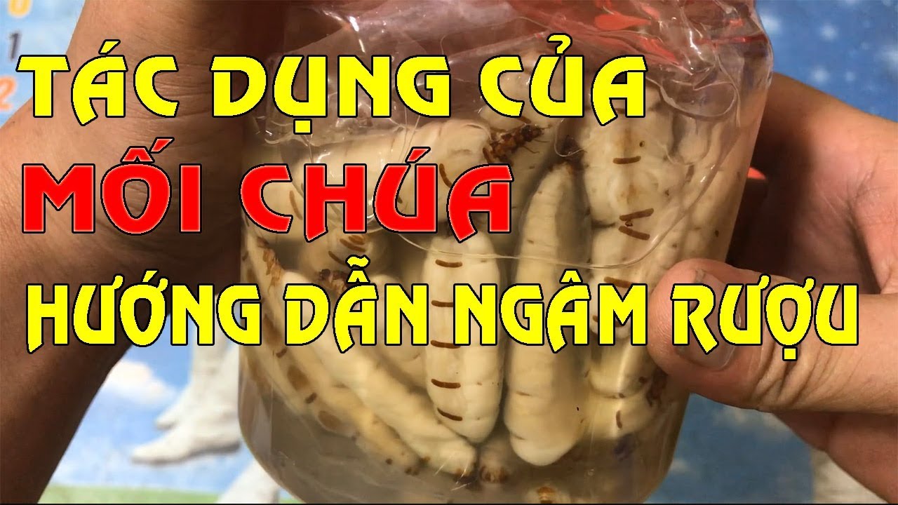 Mối ch&uacute;a - Hướng dẫn ng&acirc;m rượu mối ch&uacute;a - T&aacute;c dụng của mối ch&uacute;a