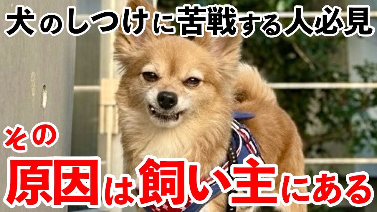 しつけの前に◯◯して！飼い主の話を聞ける犬になる方法【犬芸/トレーニング/無駄吠え】