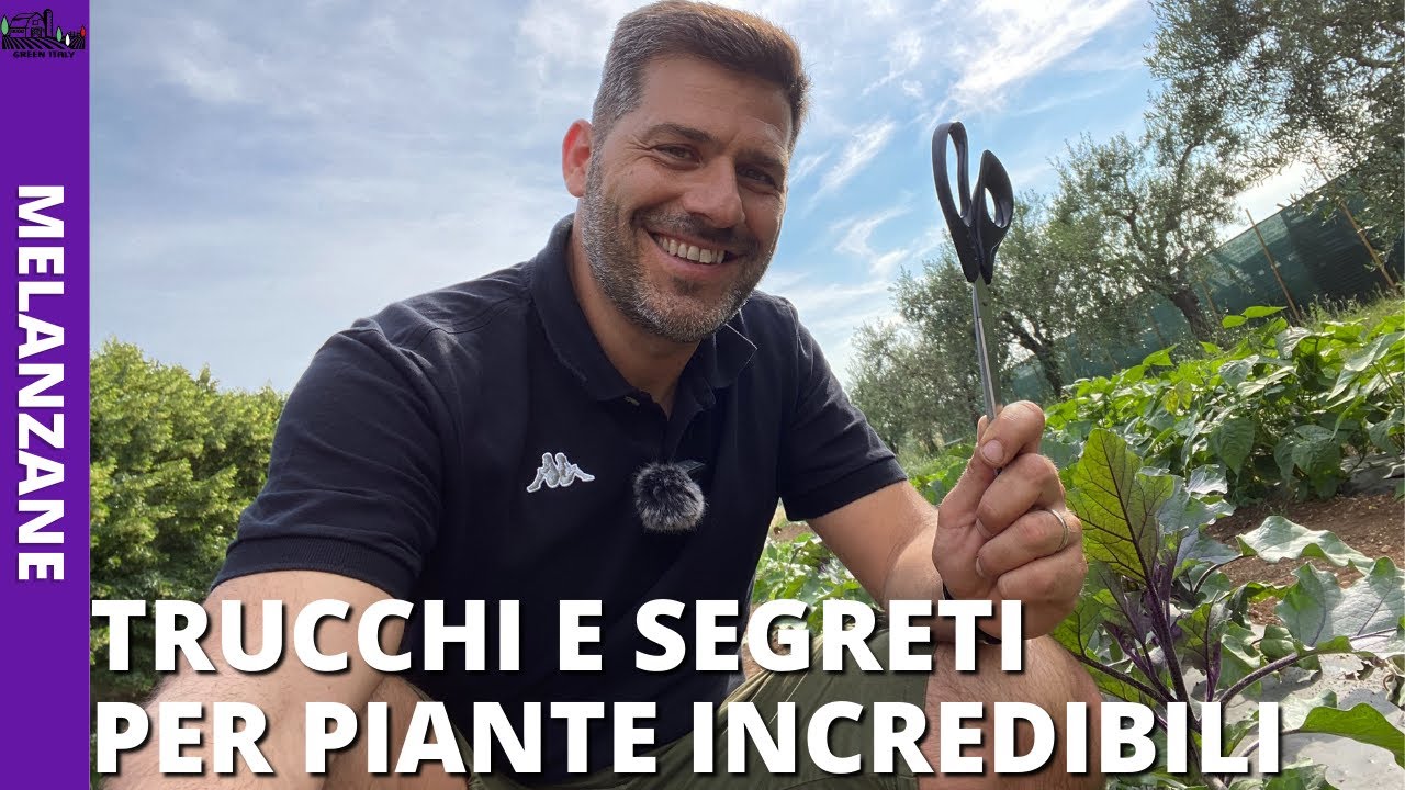Coltivare Melanzane Incredibili : Trucchi e segreti