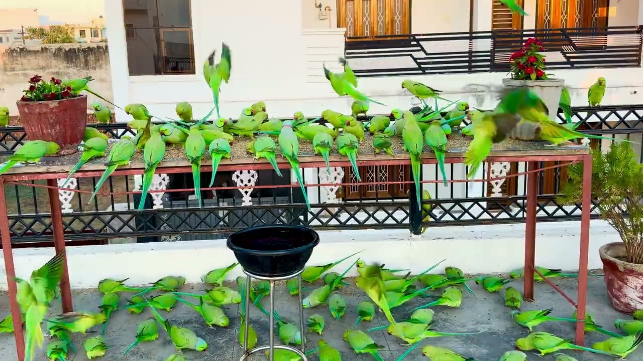 Cute Green Ringneck Parrot Feeding On Balcony | Amazing Parrot Sound 