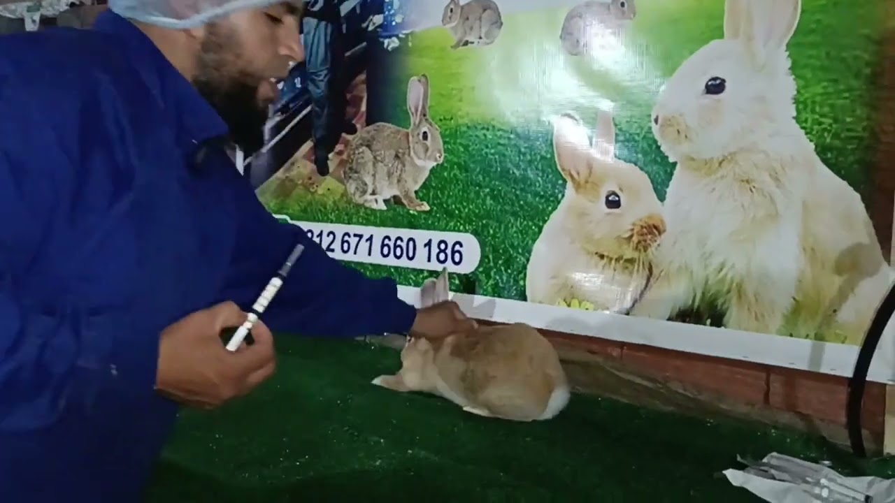 المعلومات هامه على تحسين فيروس الدموي للارانب