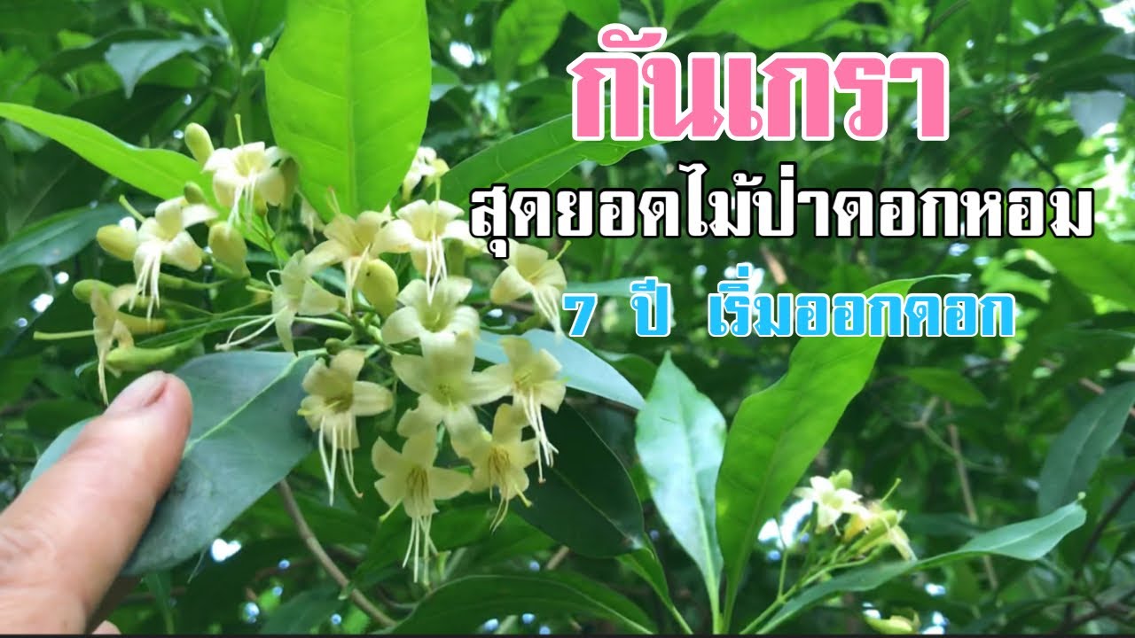 ต้นกันเกรา (มันปลา,ตำเสา) สุดยอดไม้ป่าดอกหอม อายุ 7 ปี เริ่มออกดอกแล้วครับ [ดินแดนแห่งเสรีภาพ]