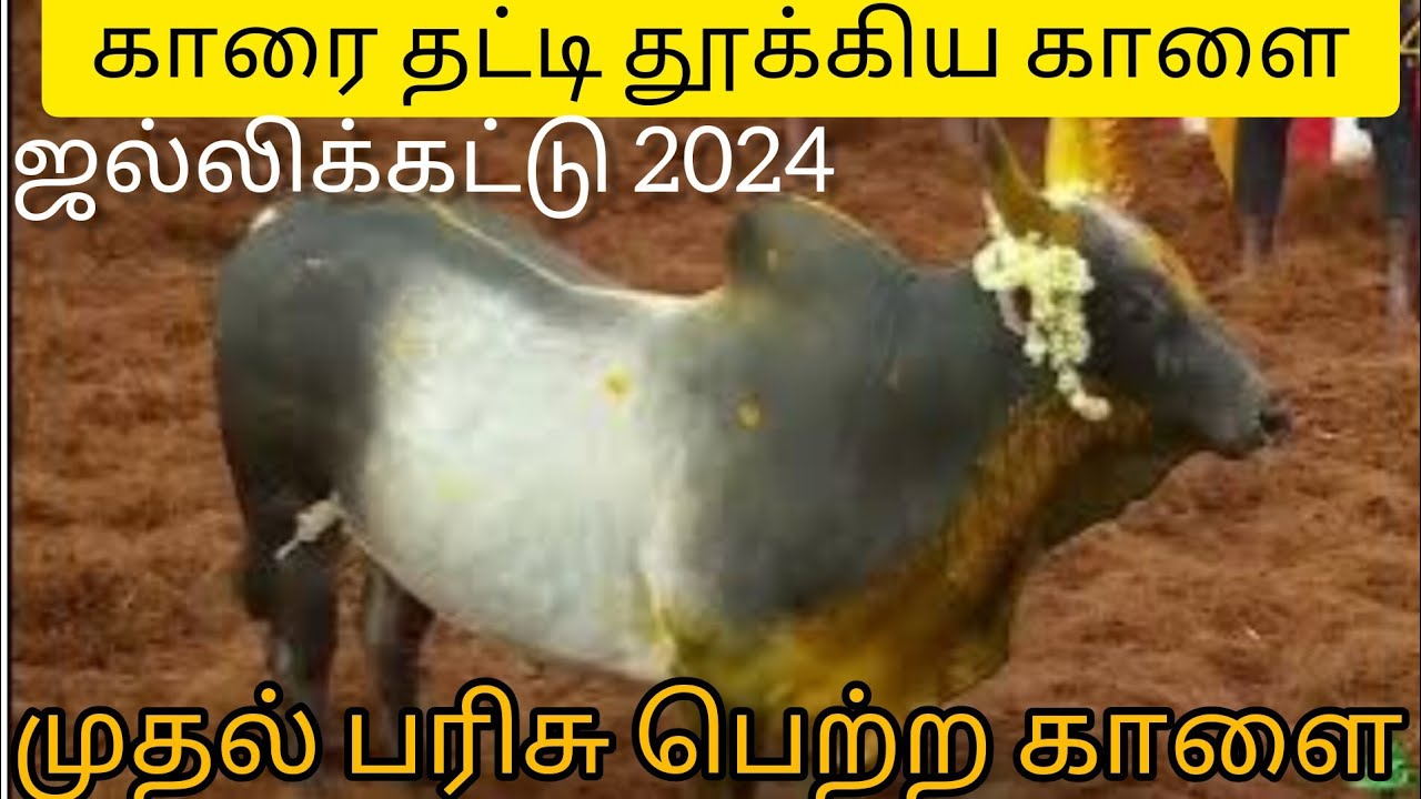 First Price winner of alanganallur jallikattu 2024