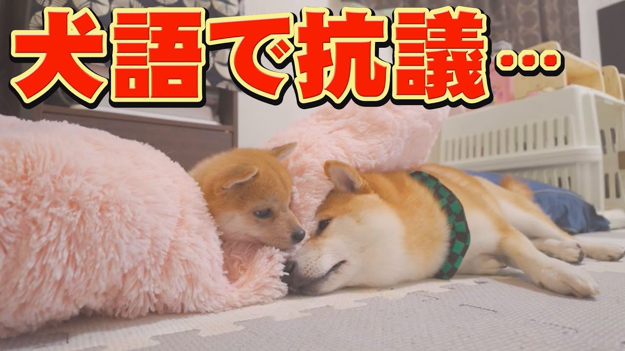 【爆笑】子犬に泣きながら抗議する踏んだり蹴ったりの兄柴犬・・・