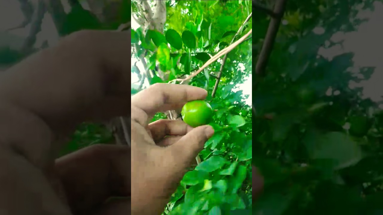#harvesting #lemon #nebu #नीवू #viral #viralvideo #viral #nature