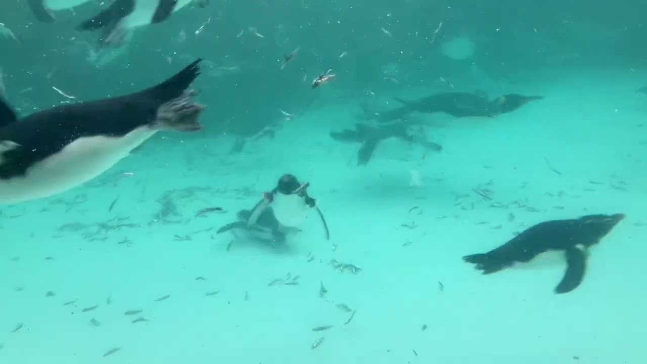葛西臨海水族園のペンギンたちのごはんタイム
