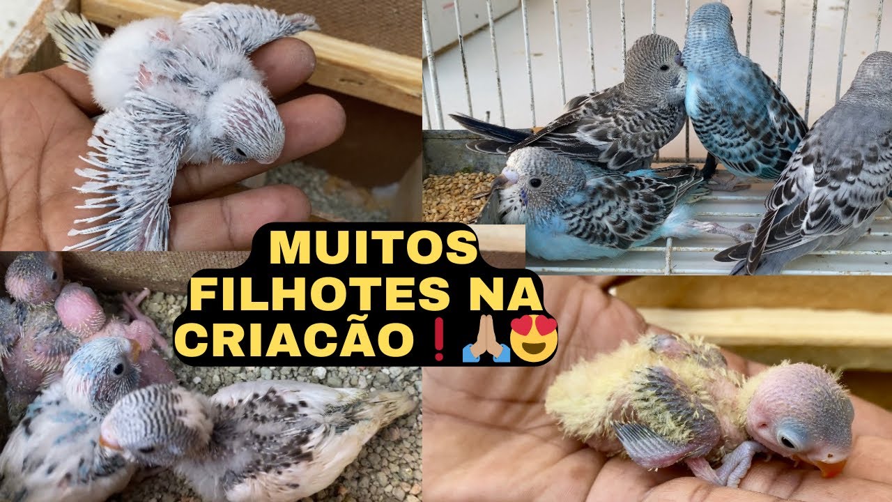 Mostrando Filhotes de periquito e agapornis dessa temporada 