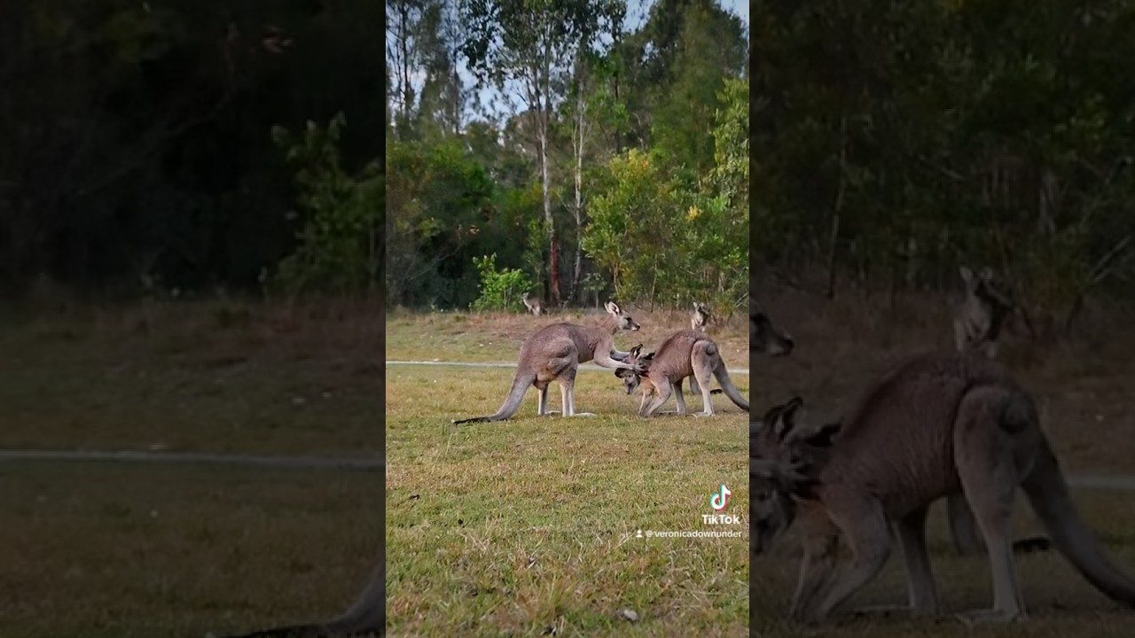 Kangaroo annoying his mate #australia
