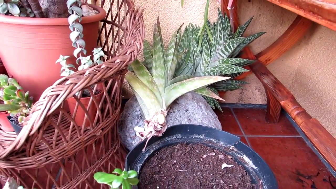 Succulent Plant DISASTER - My 20 year old Aloe variegata Needs HELP!
