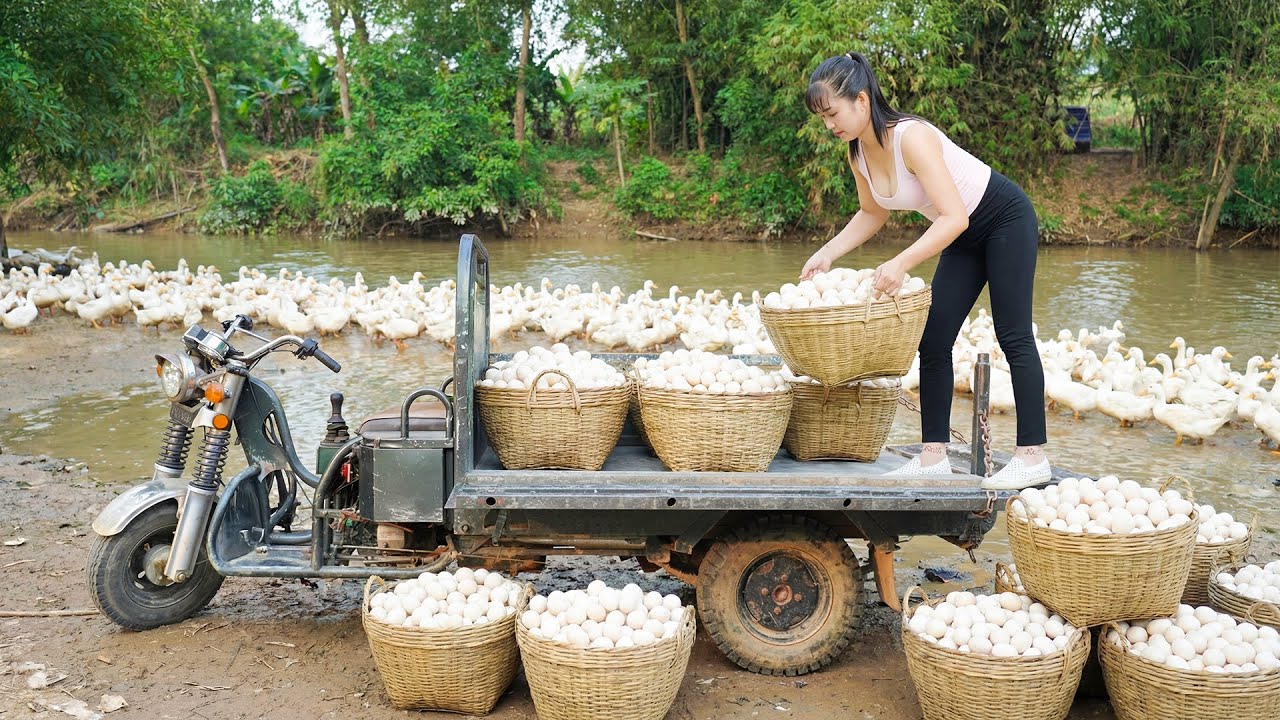 Harvesting 1000 Duck Eggs From Ducks Farm - Use Truck To Transport Many Ducks Eggs Go To Sell