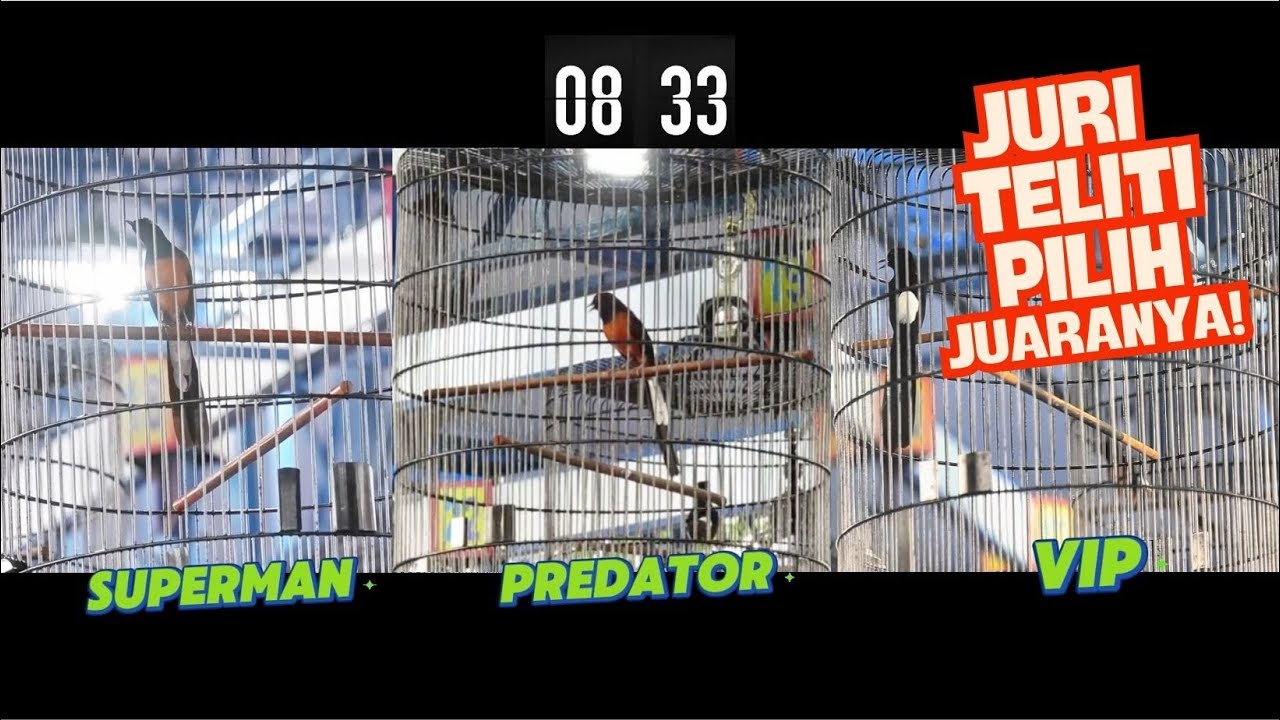 SUPERMAN Cetak Sejarah di SMR🔥🔥Duel Murai SUPERMAN, PREDATOR & VIP Abah Hudan 911