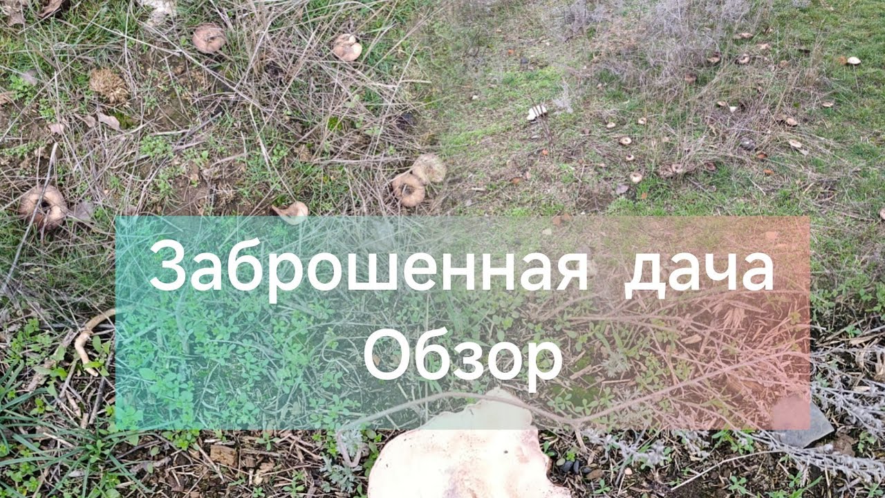 Дача в придачу, или планы на весну, восстанавливать или нет? Заброшенная дача #дача #дачники #огород
