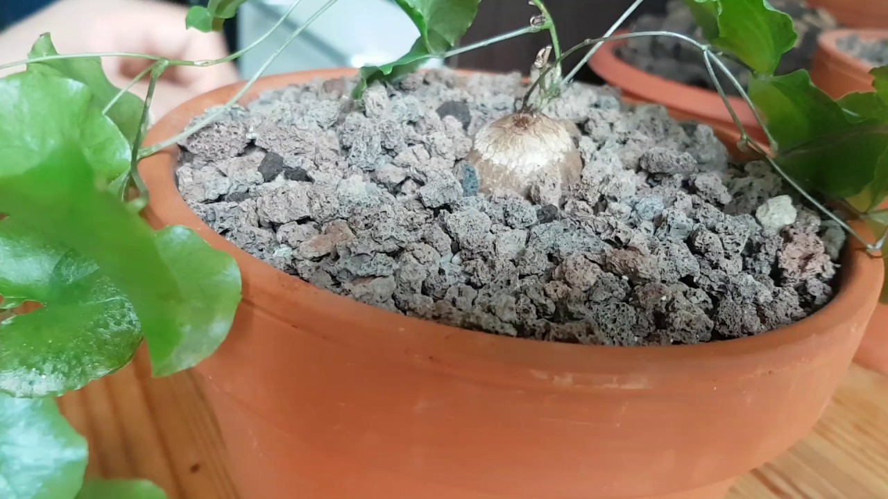 Dioscorea mexicana Abril 2017
